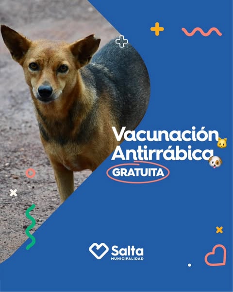 SALTA CAPITAL: ¡Atención, Salta! Campaña de Vacunación Antirrábica Gratuita Recorre los Barrios